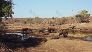 非洲布什<strong>大象</strong>克鲁格国家公园南非洲
